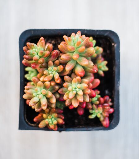 pink jelly bean succulent Sedum Pink Jelly Beans (15 cuttings) – In Succulent Love