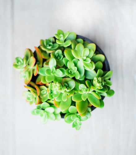 Sedum Stonecrop Confussum (15 Cuttings)