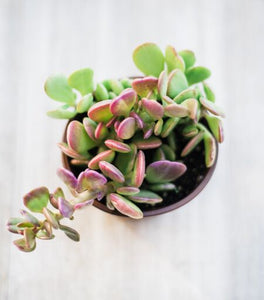 hanging jade plant crassula Senecio Jacobsenii (Trailing Jade) – In Succulent Love