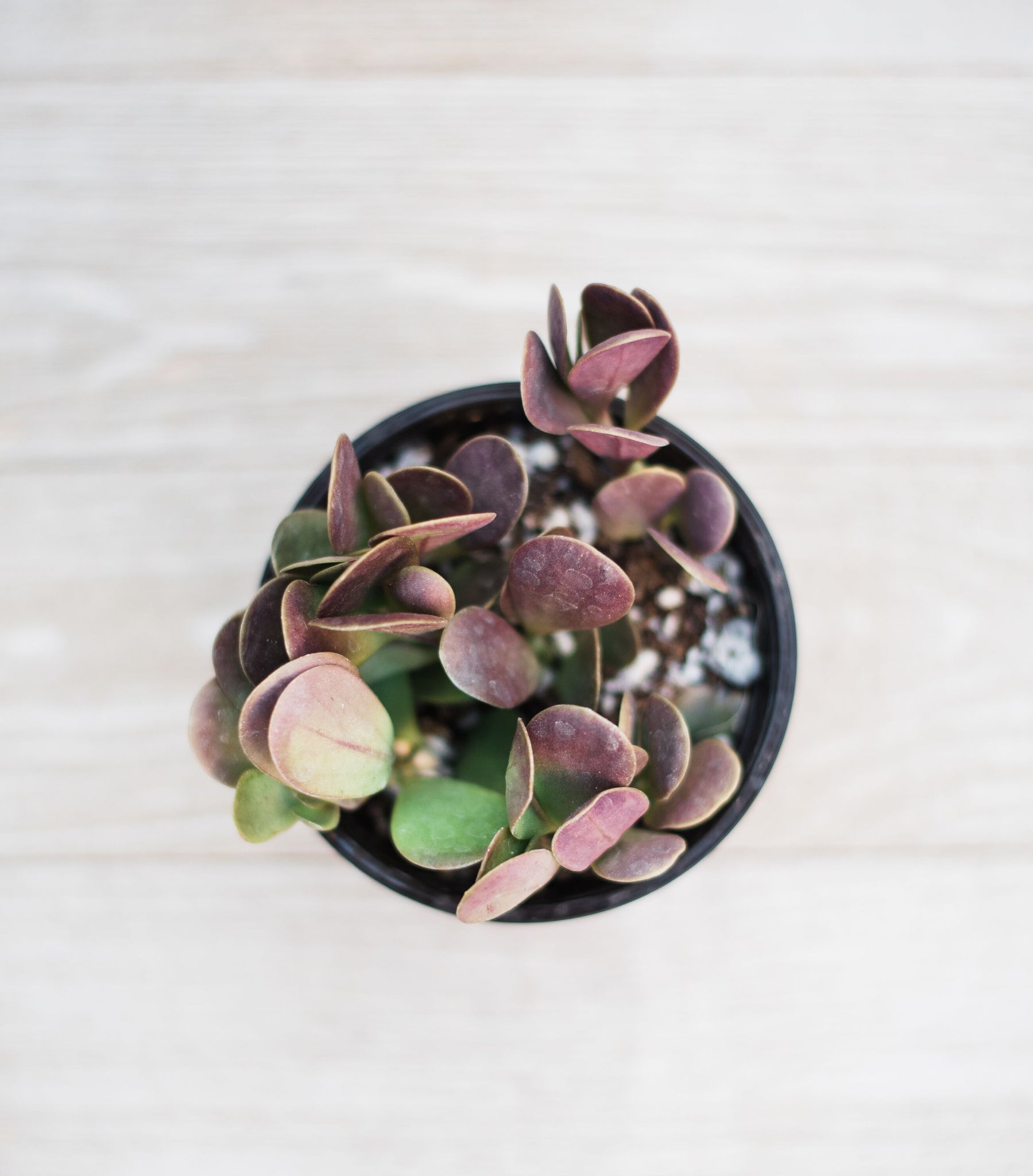 trailing jade plant for sale Senecio Jacobsenii (Trailing Jade) – In Succulent Love