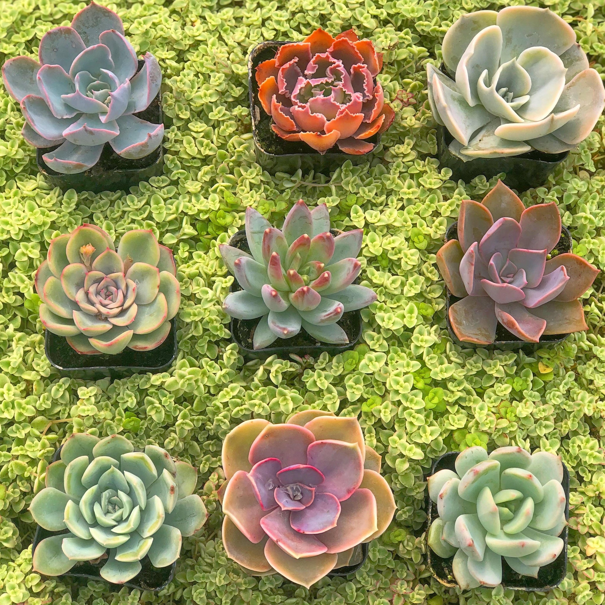 small indoor succulents Mini Succulents (2in pots) – In Succulent Love