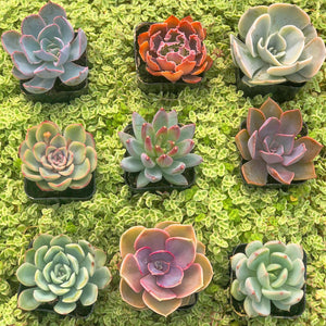 Mini Succulents (2in pots)