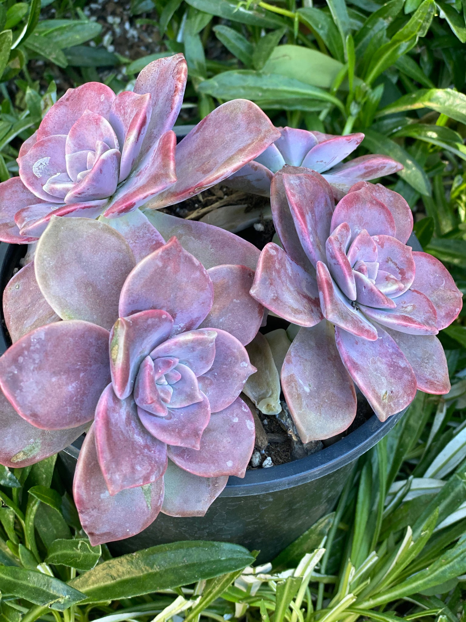 superbum succulent care Graptopetalum Superbum – In Succulent Love
