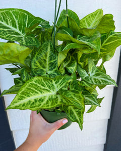 Syngonium White Butterfly