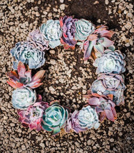 Succulent Wreath Arrangement