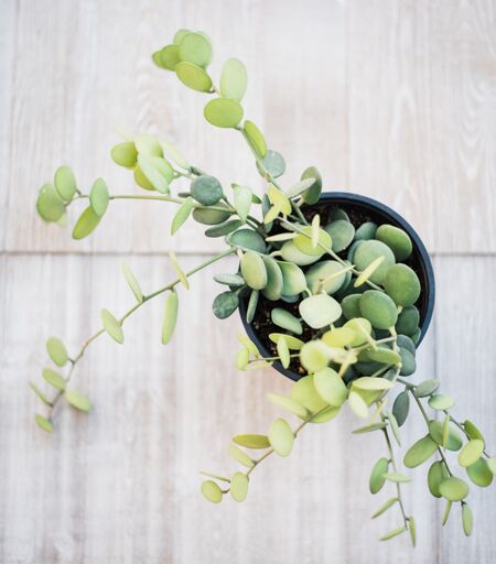 coin succulent plant Xerosicyos Danguyi (String of Coins / Silver Dollar)
